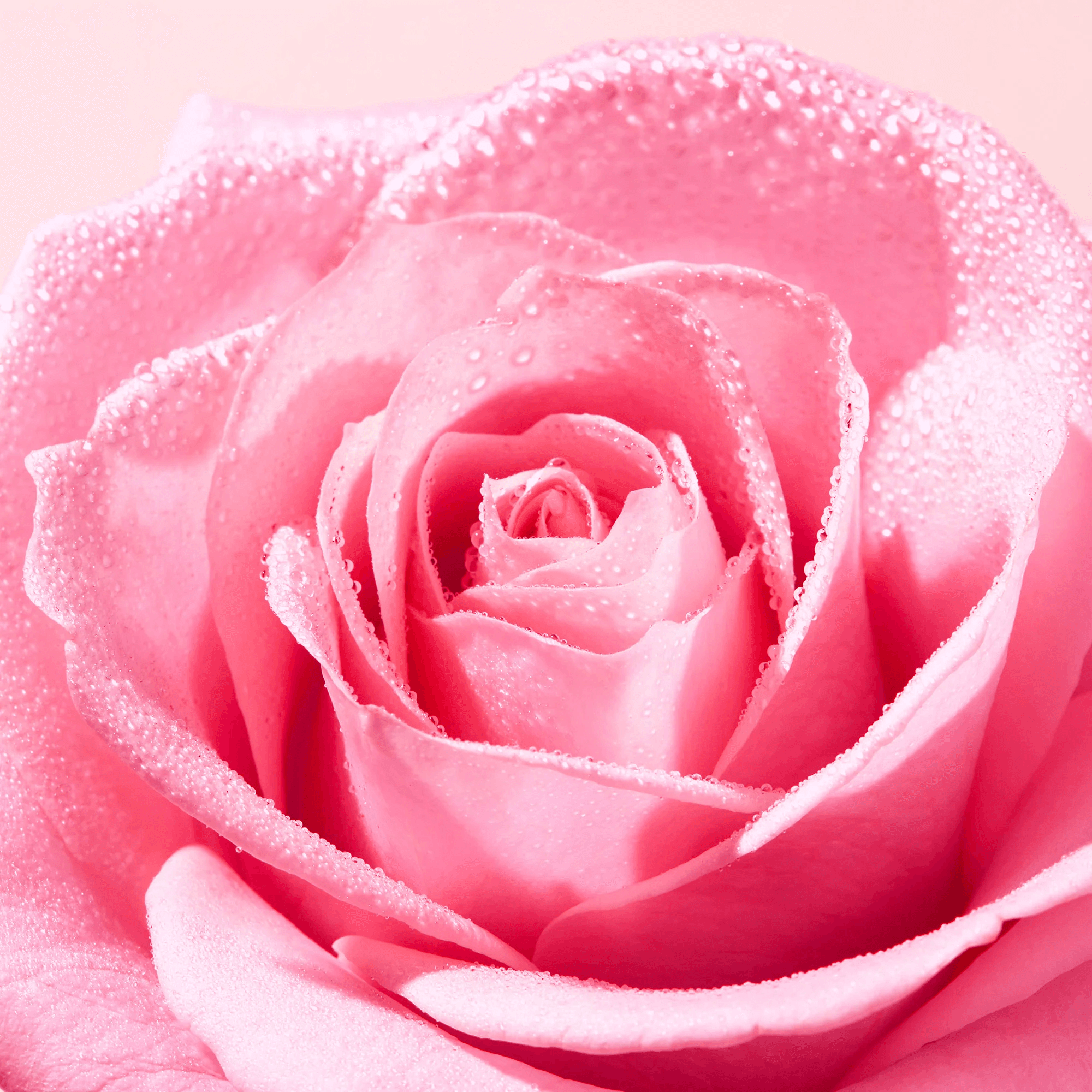 nuxe very rose espuma ligera limpiadora 150ml nuxe very rose espuma ligera limpiadora 150ml